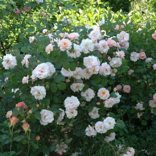 Rózsaszín - Szimpla virágú - magastörzsű rózsafa- bokros koronaforma